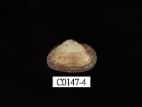 藏品(鳥蛤)的圖片